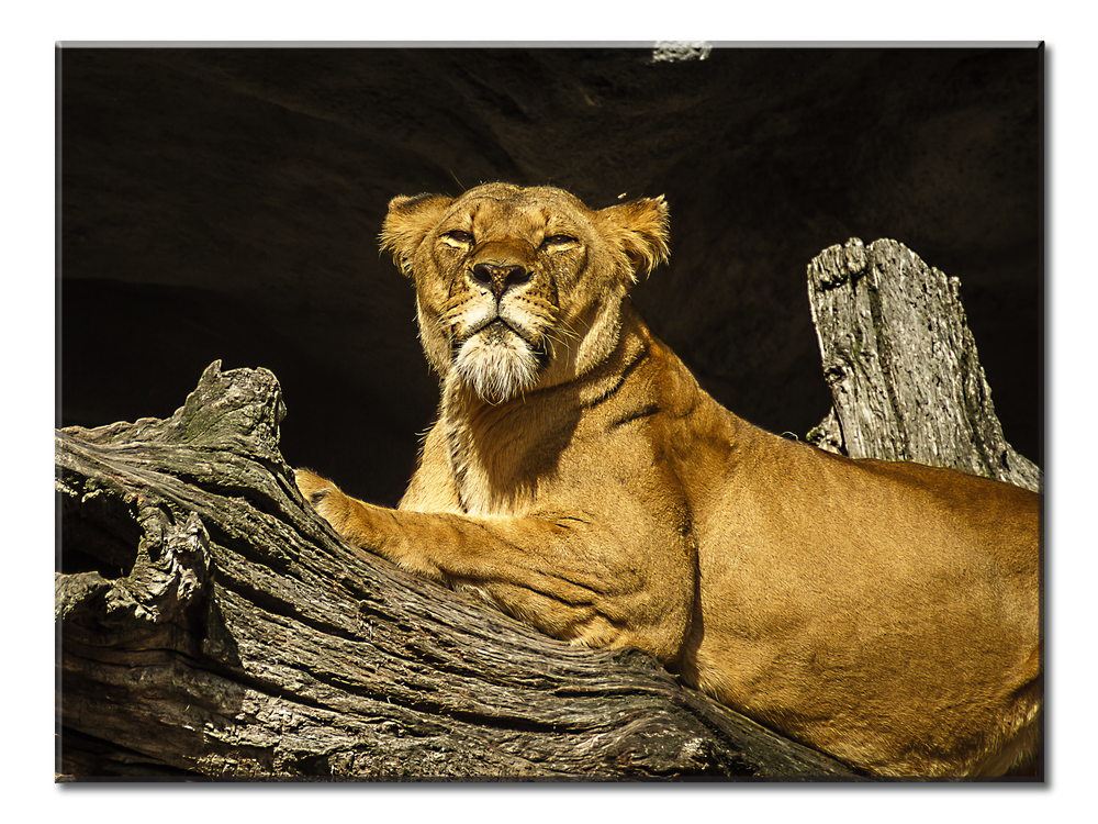 Lioness - 1 Panel L