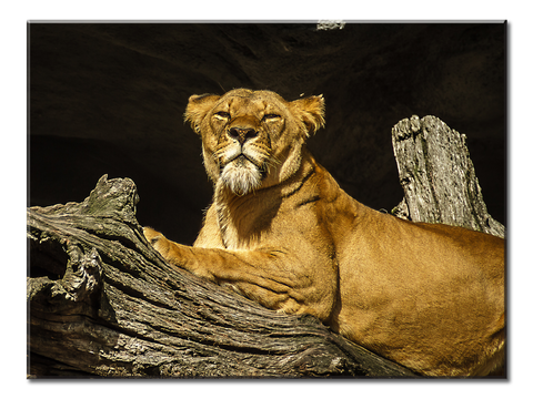 Lioness - 1 Panel L