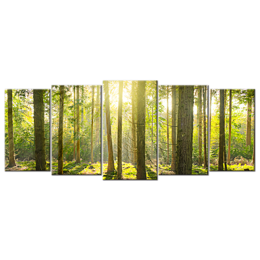 Sunlight Penetrates The Forest - 5 Panels L