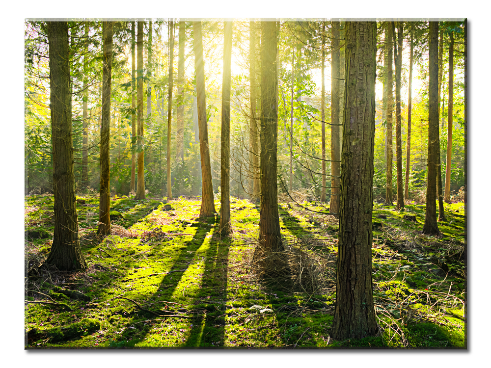 Sunlight Penetrates The Forest - 1 Panel XL
