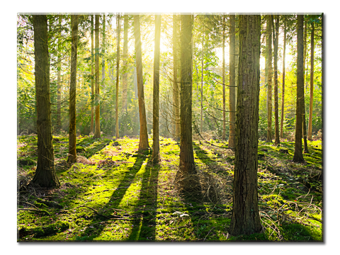 Sunlight Penetrates The Forest - 1 Panel XL