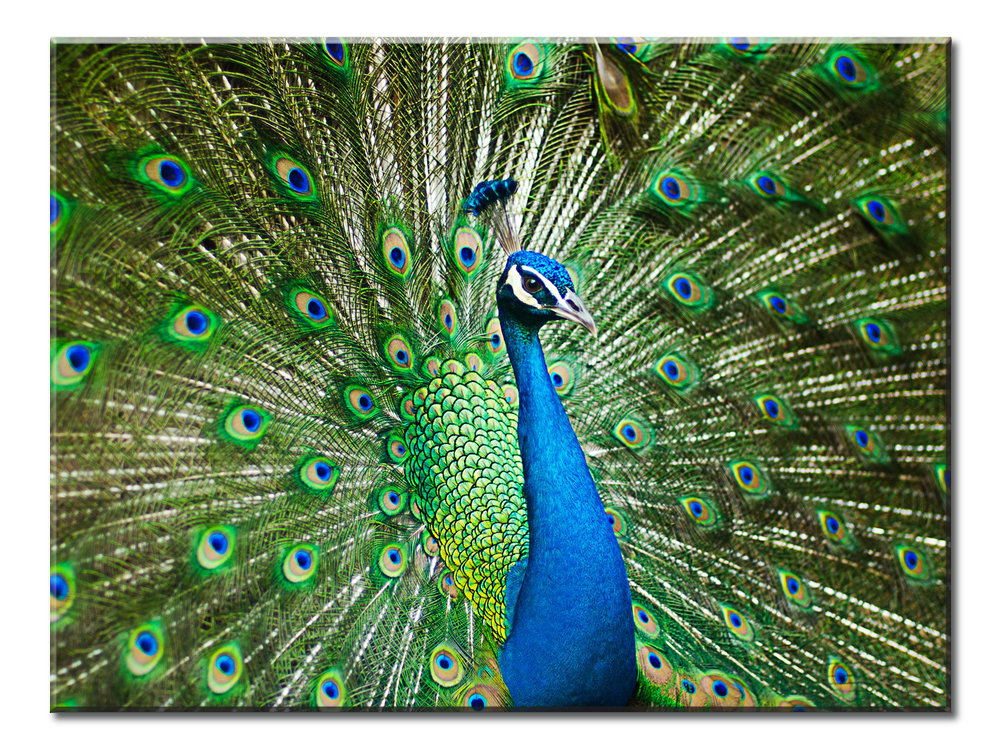 A Peacock In His Pride - 1 Panel XL