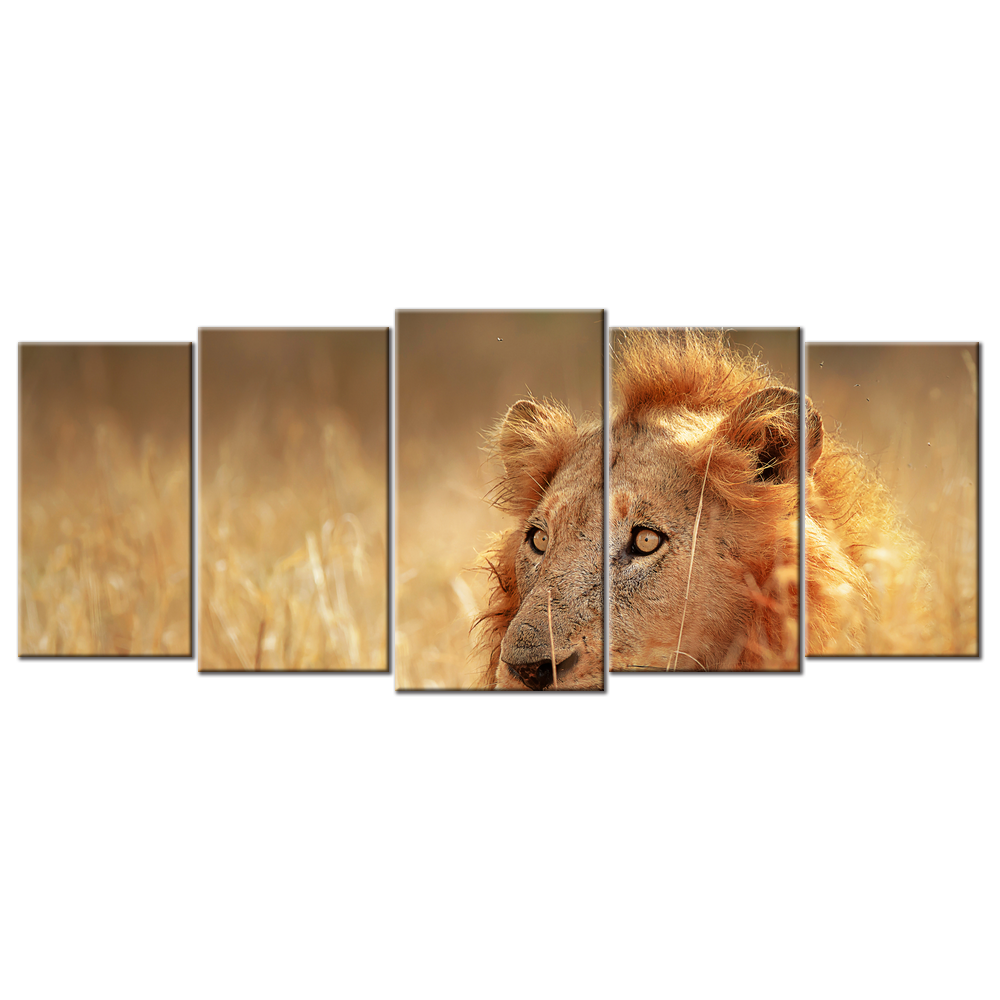 Lion In The Grass - 5 Panels L