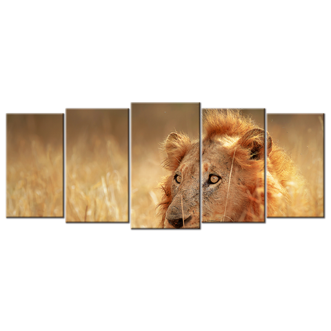 Lion In The Grass - 5 Panels L