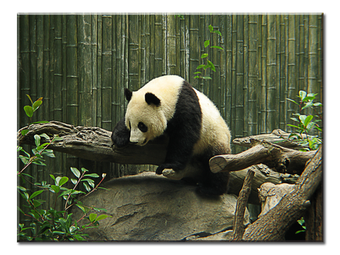 Zoo Panda - 1 Panel L