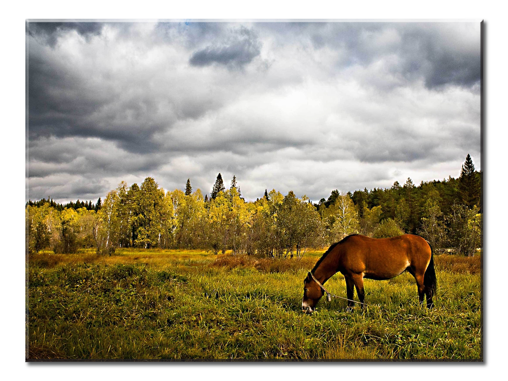 Horse Grass Field Trees - 1 panel XL