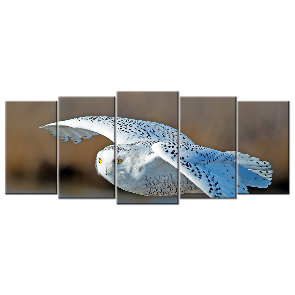 White Owl - 5 Panels XL