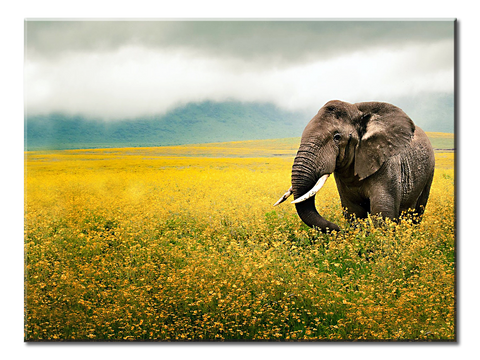 Elephant Grass Field Walk Sky Beautiful Scenery - 1 panel L