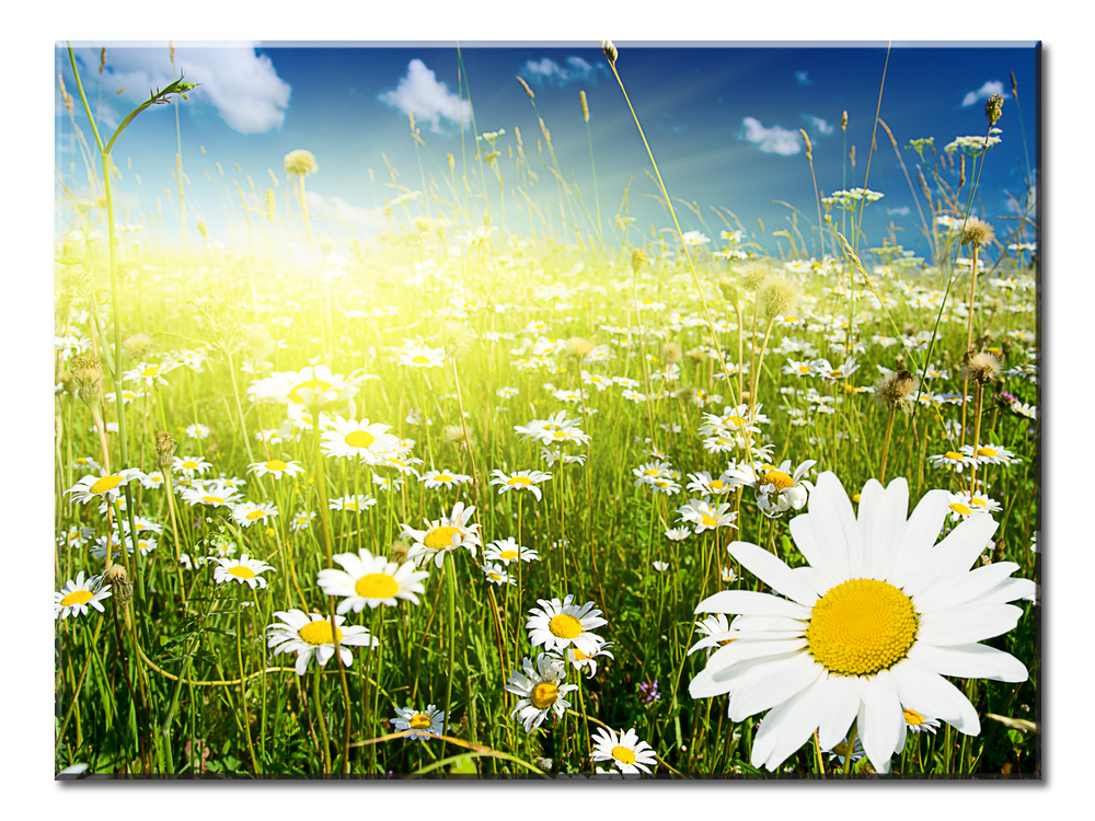 Flower Grass Clear Sky - 1 panel L