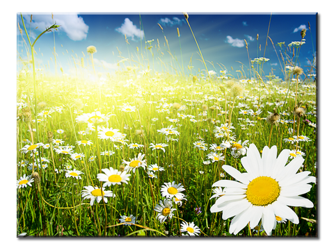 Flower Grass Clear Sky - 1 panel L