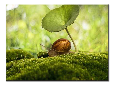 Snail And Plant Leaves - 1 panel L