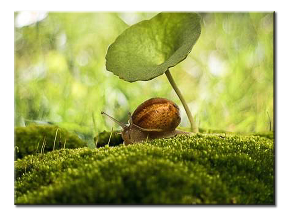 Snail And Plant Leaves - 1 panel XL