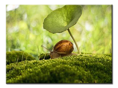Snail And Plant Leaves - 1 panel XL