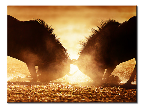 The Battle Between Animals - 1 panel L